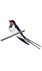 Watercolor swallow clip art. Color drawing of birds. Swallow on the wire