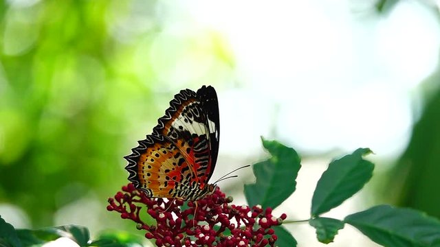 HD 1080p super slow Thai butterfly in pasture  flowers Insect outdoor nature