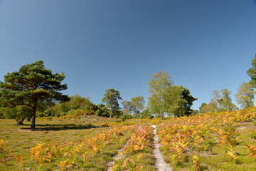Fototapeta premium Godlingston Heath Moorland and landscape at Arne Nature Reserve near Wareham, Dorset on the south coast
