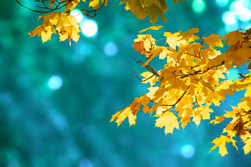 Decorative autumn banner decorated with branches with fall golden yellow maple leaves on background of autumnal foliage and shiny glowing bokeh, Indian summer. Toned image.