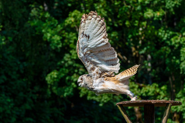 Eurasian Eagle Owl, Bubo bubo in a german nature park