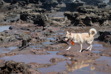 Dog exploring in Hawaii