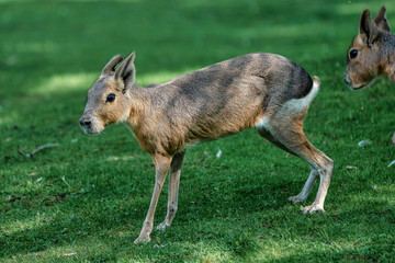 Patagonian Mara, Dolichotis patagonum are large relatives of guinea pigs