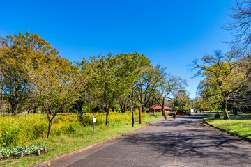 東京武蔵野 小金井公園の風景