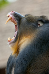 Mandril met bek wijd open.