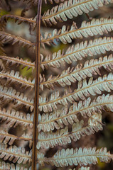 Beautiful dry brown autumn fern leaf. Autumn texture