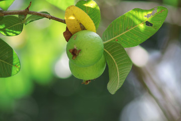 Ripe Tropical Fruit Guava on Guava Tree