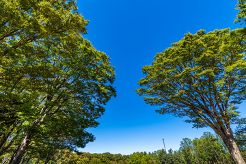 東京武蔵野 小金井公園の風景