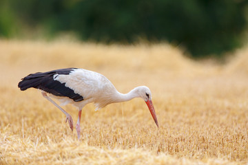White Stork (Ciconia ciconia) searching for food on a stubble field near Frankfurt, Germany.
