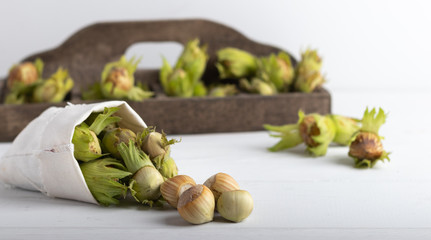 fresh harvested hazel nuts on a white background
