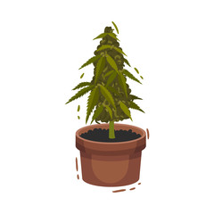 Cannabis Plant Growing In Pot Vector Illustrated Object