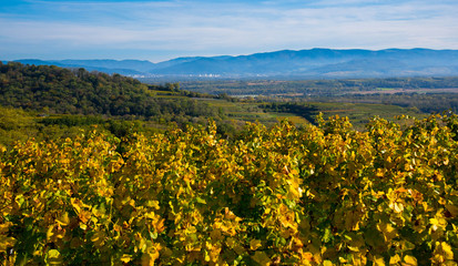 Fototapeta premium Weinberge im Kaiserstuhl nahe Ihringen im Oktober