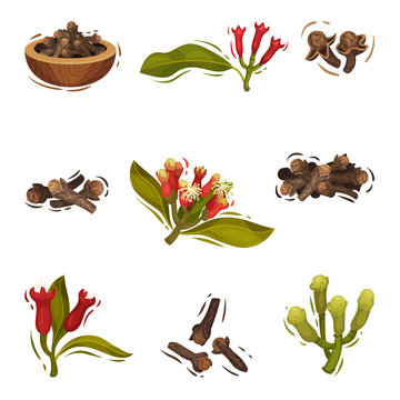 Clove Plant Botanical Cooking Vector Illustrated Set