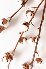 Composition with bouquet of cotton branches