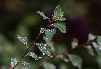 rain drops on a green branch