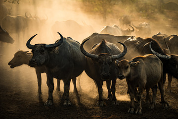 Buffalo herd that farmer feed them for rice farm with yellow sunlight during sunset time. - obrazy, fototapety, plakaty