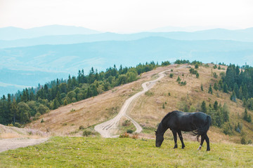 black horse eating grass at mountains field