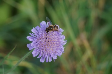 Biene auf Blüte