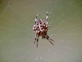 spider on web