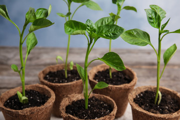 Vegetable seedlings in peat pots on table against blue background, closeup