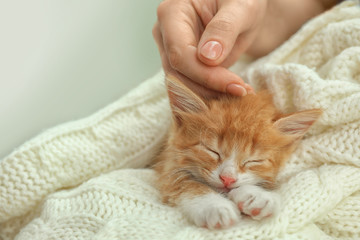 Woman stroking sleeping little kitten on white knitted blanket, closeup view