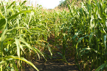 Beautiful view of corn field on sunny day