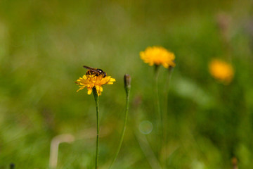 Bee on the yellow flowers 