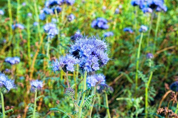 Flowers for bees, beekeeping . Meadow with purple flowers . Phacelia fields in summer. Purple. The flowers in the fields. sun glare