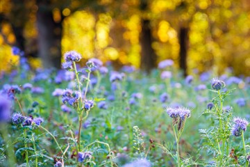 Flowers for bees, beekeeping . Meadow with purple flowers . Phacelia fields in summer. Purple. The flowers in the fields. sun glare