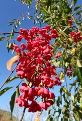 Obraz premium Europäisches Pfaffenhütchen - Euonymus europaeus - Traube