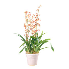 シャーリーベイビー　(キリヌキ)