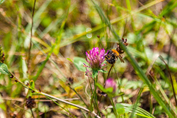 Bumblebee on the clover close-up