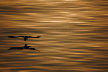 silhouette seagull flying over the sea with shadow reflection at golden sunset. beautiful bird action in nature life with copy space.
