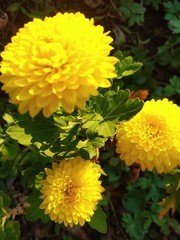 yellow flowers in garden