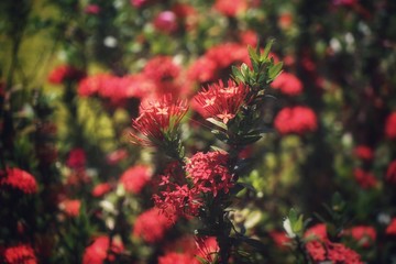 Fiji's Flora 