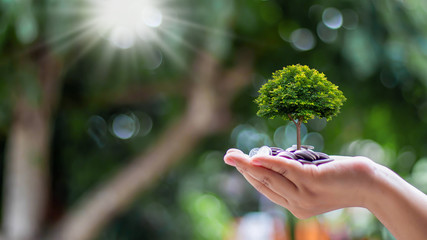 Planting small trees on coins and a natural green background, money growth concept.