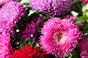 Beautiful aster flowers as background, closeup view