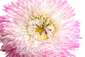 Beautiful pink aster flower on white background, closeup