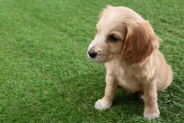Cute English Cocker Spaniel puppy on green grass. Space for text