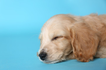 Cute English Cocker Spaniel puppy sleeping on light blue background. Space for text