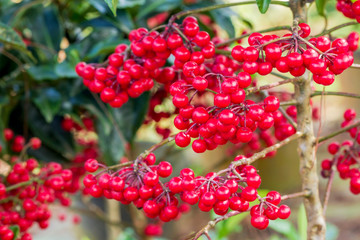 Ardisia crenata myrsinaceae plant or call hen’s eyes plant with small red berries on its tree
