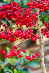 Ardisia crenata myrsinaceae plant or call hen’s eyes plant with small red berries on its tree