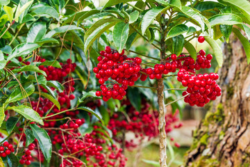 Obraz premium Ardisia crenata myrsinaceae plant or call hen’s eyes plant with small red berries on its tree