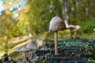 Pilz auf einem Baumstumpf