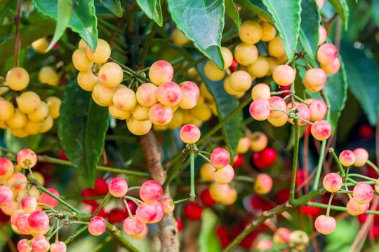 19 Berry-Producing Plants That Will Attract Birds to Your Yard