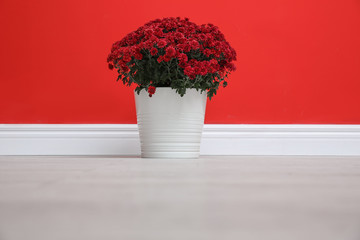 Pot with beautiful chrysanthemum flowers on floor against red wall