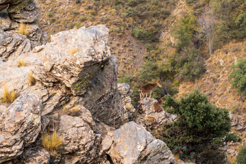 Female mountain goat in Sierra Nevada