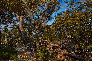 Puig des Caragol Sierra de Trmunatan, Mallorca