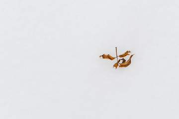 dry leaf lying on the snow