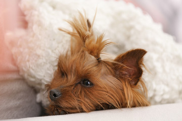 Adorable Yorkshire terrier under plaid on bed. Happy dog